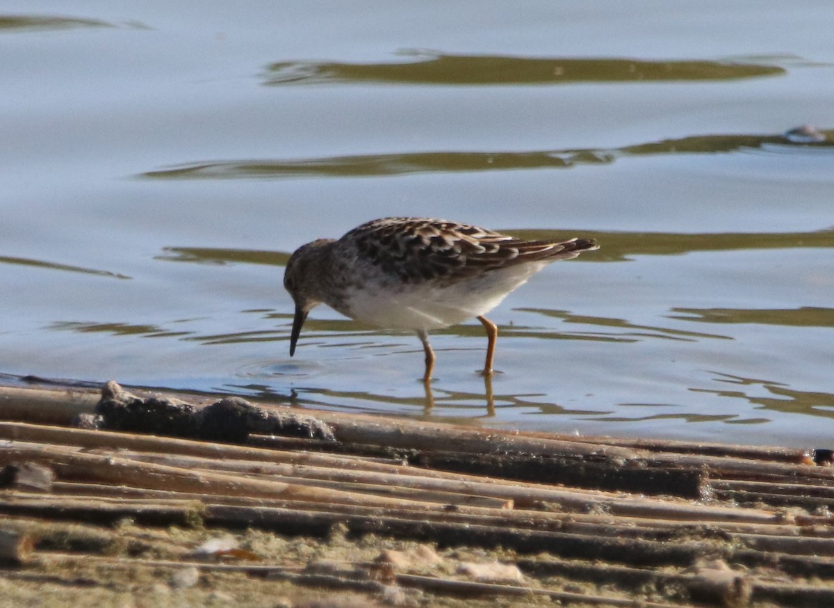 Least Sandpiper - ML442951371