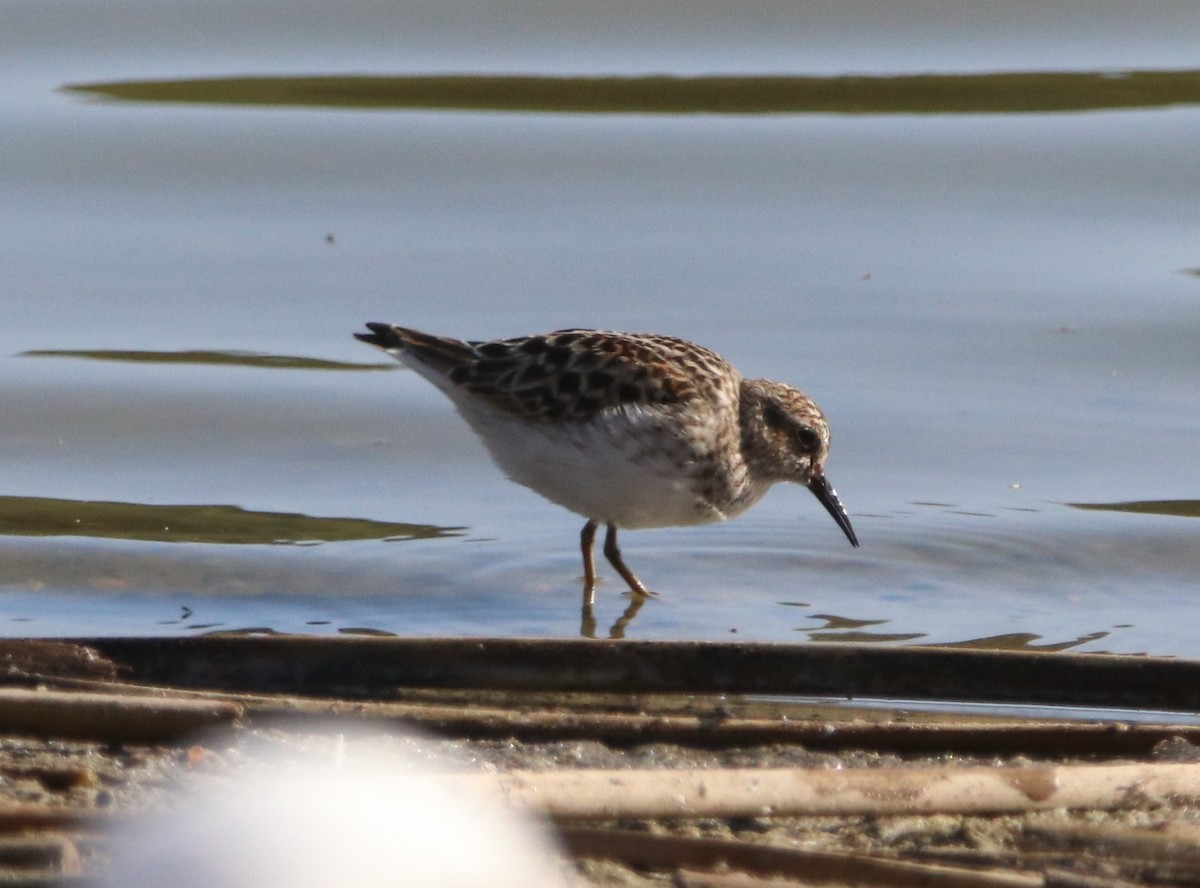 Least Sandpiper - ML442951381