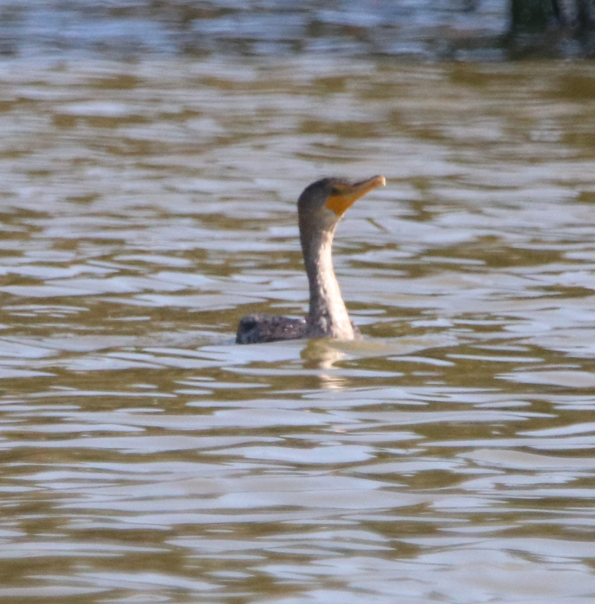 Double-crested Cormorant - ML442951611