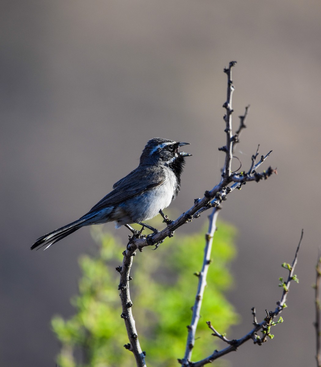 Black-throated Sparrow - ML442954491