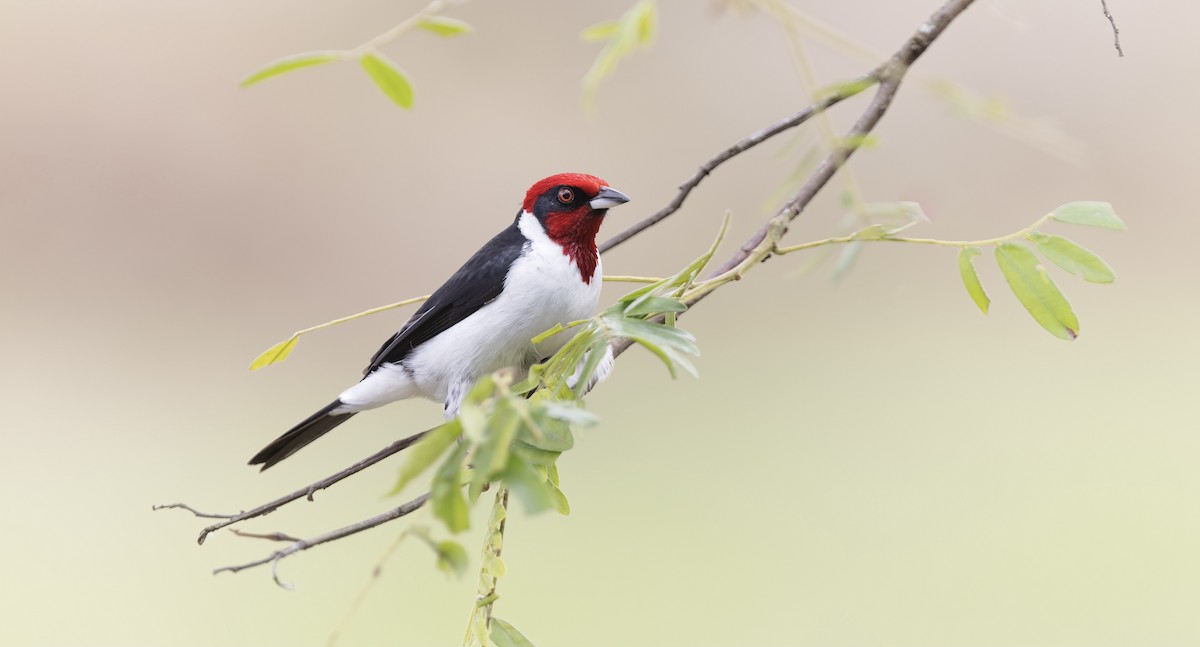 Masked Cardinal - ML442954631