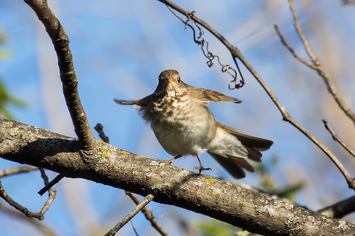 Gray-cheeked Thrush - ML442954741