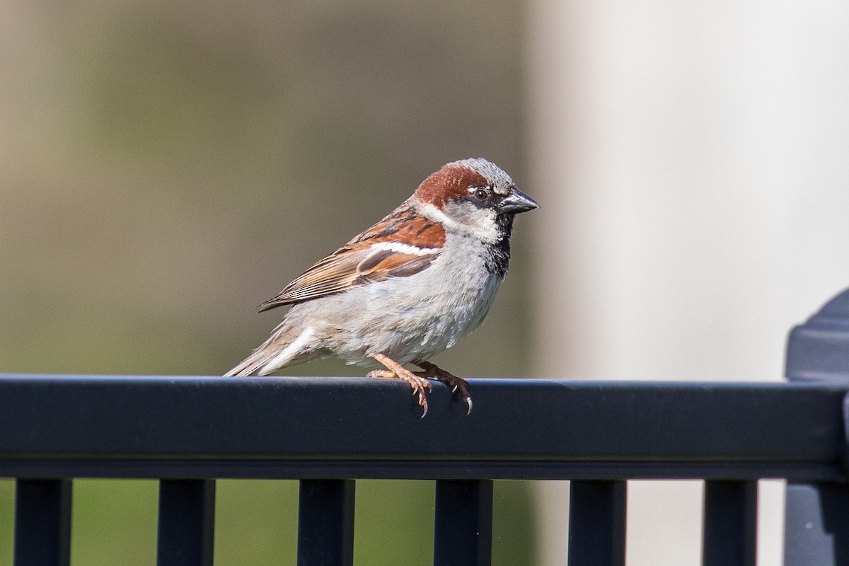 House Sparrow - ML442954791