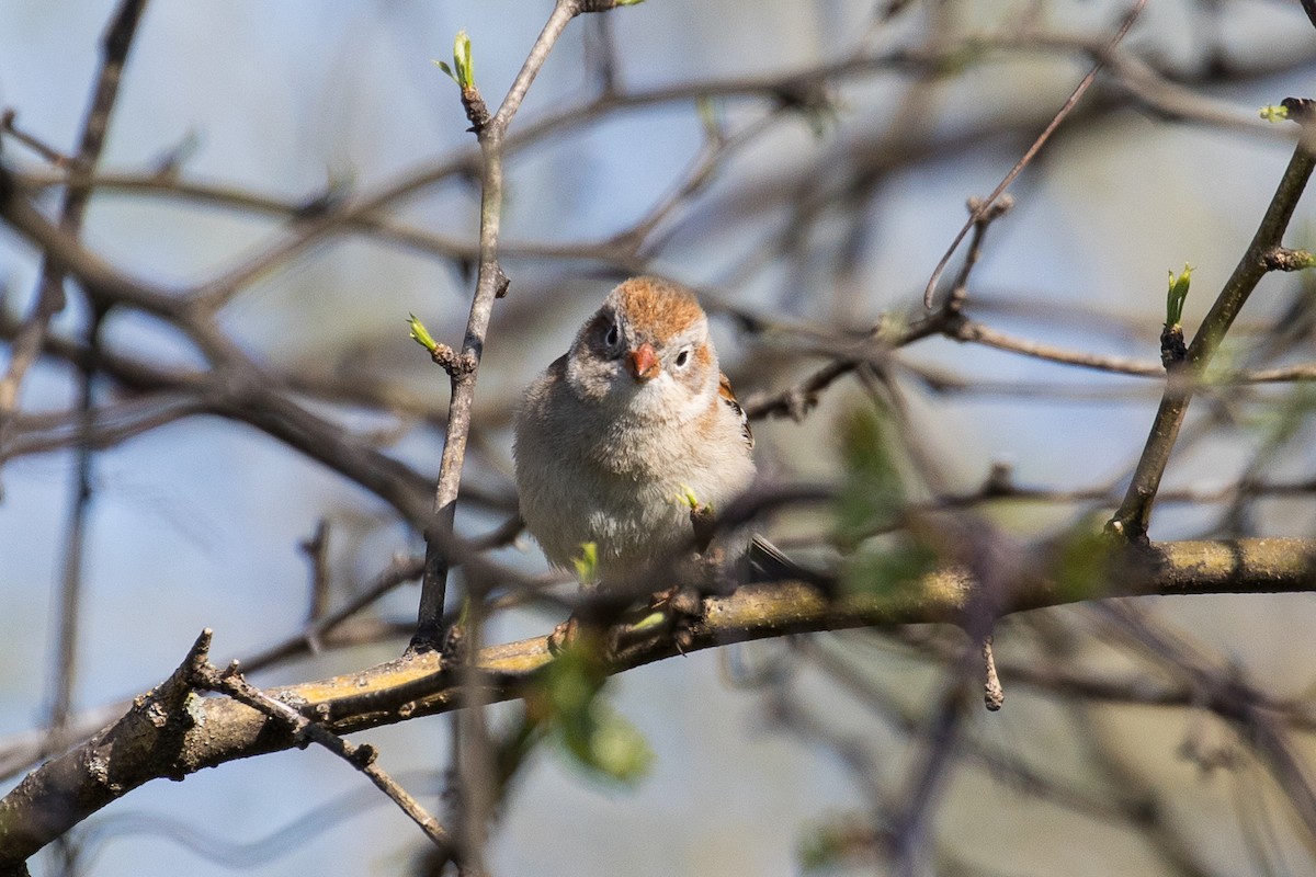 Field Sparrow - ML442954931