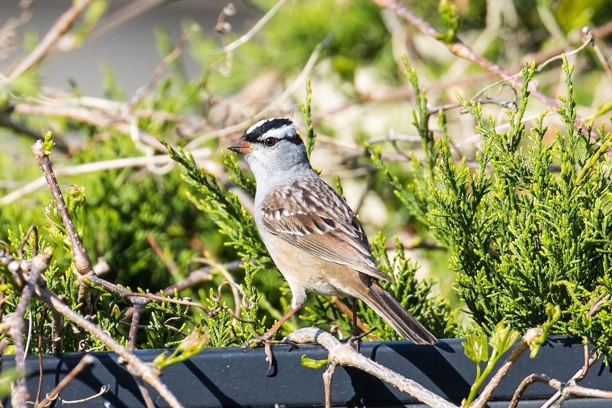 White-crowned Sparrow - ML442954971
