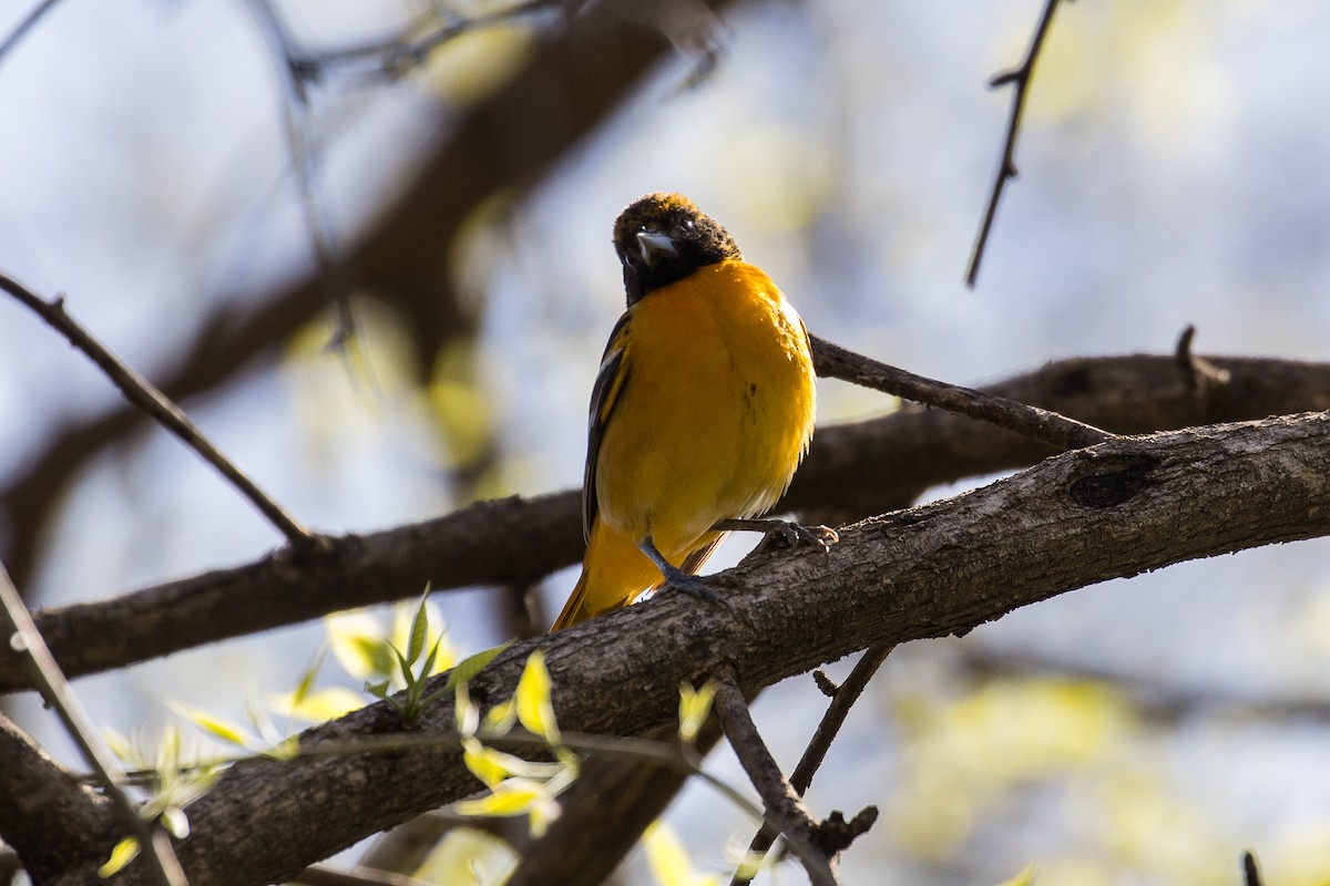 Baltimore Oriole - ML442955021