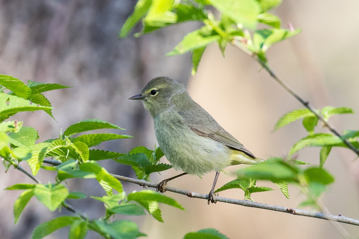 Orange-crowned Warbler - ML442955311