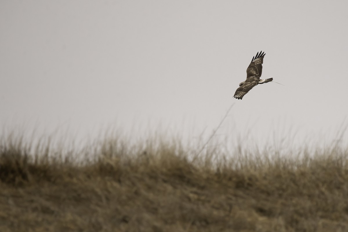 Rough-legged Hawk - ML442957771