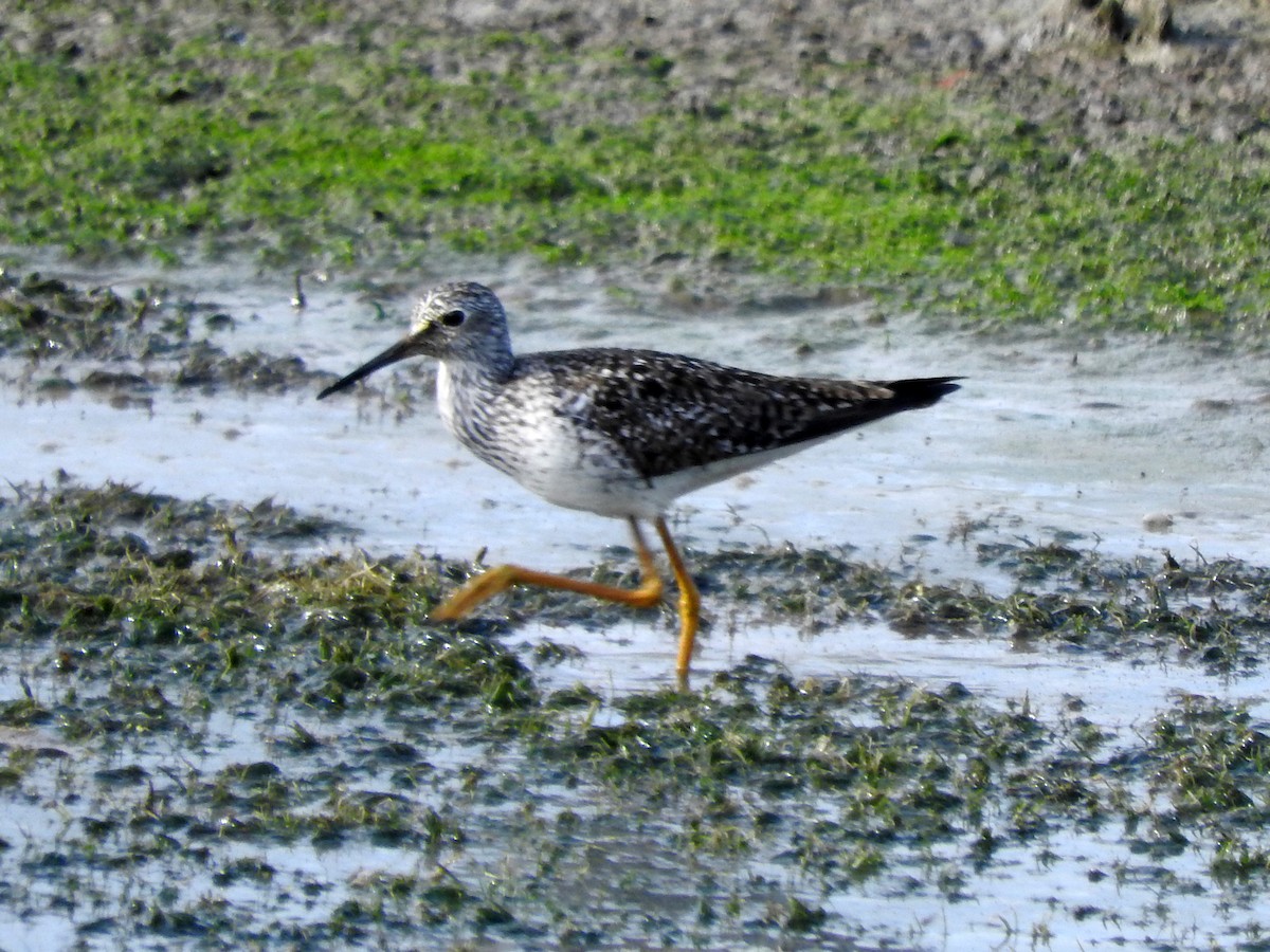 Lesser Yellowlegs - ML442958041