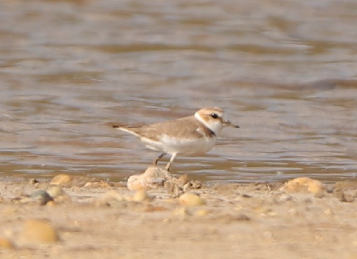 Kentish Plover - ML442959831