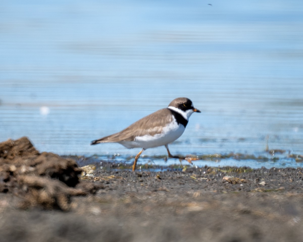 Semipalmated Plover - Sherry Pratt