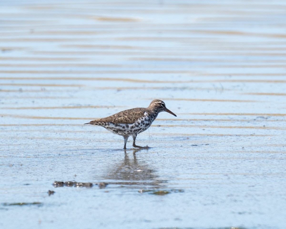 Spotted Sandpiper - ML442963211