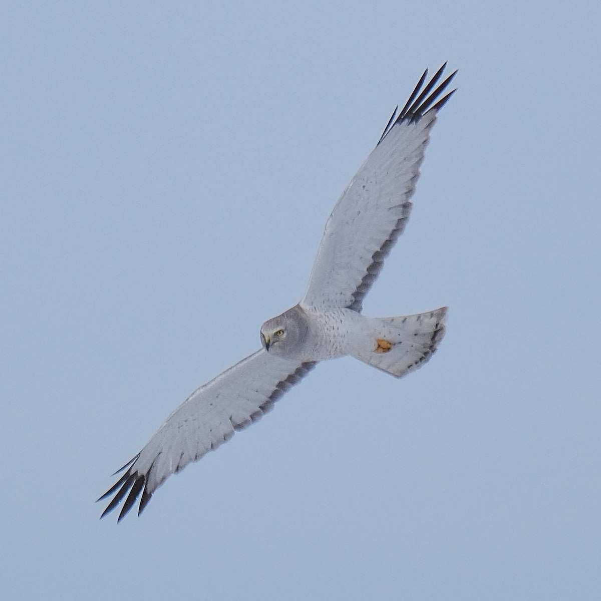 Northern Harrier - ML442964431