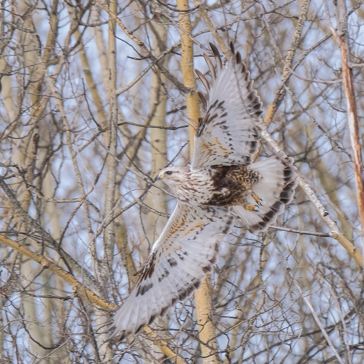 Rough-legged Hawk - ML442964511