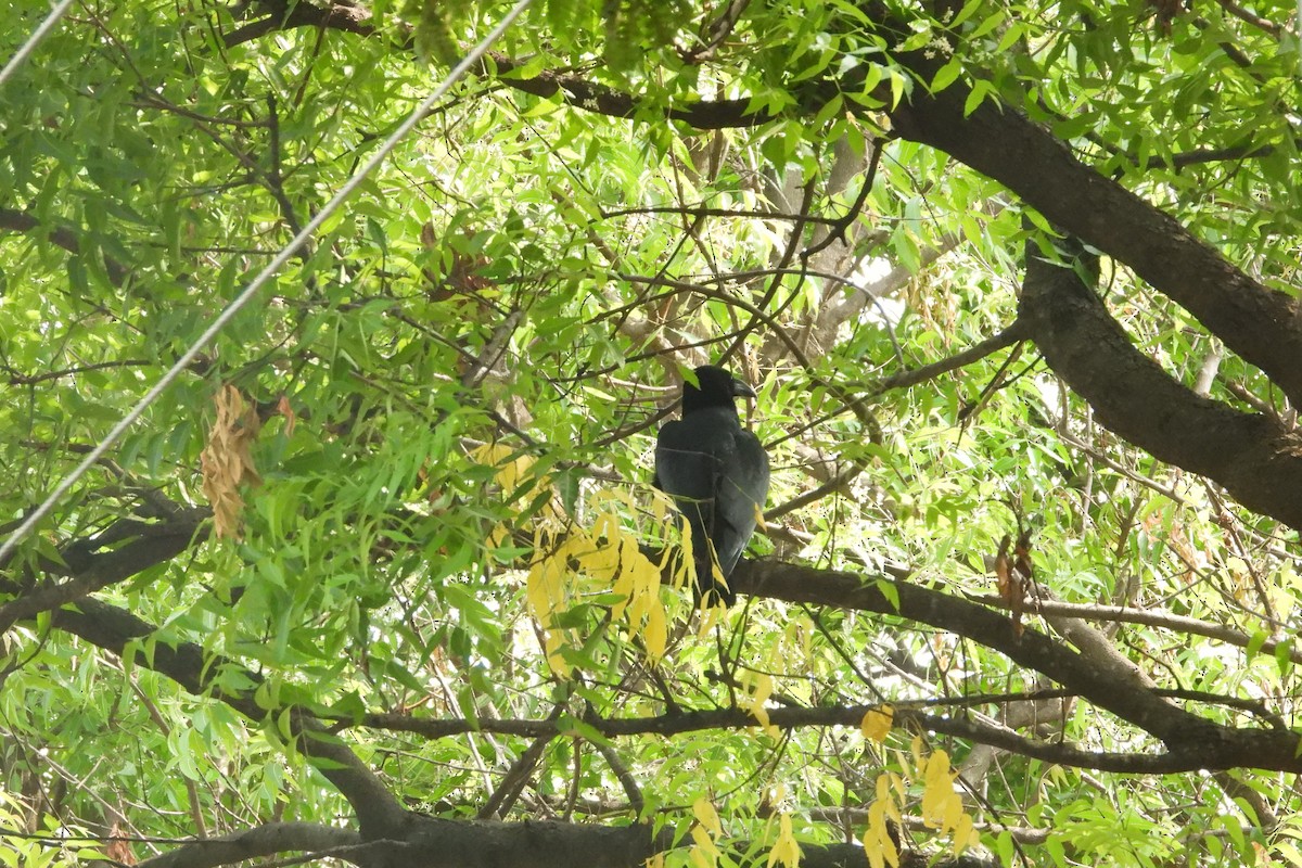 Large-billed Crow - ML442964851