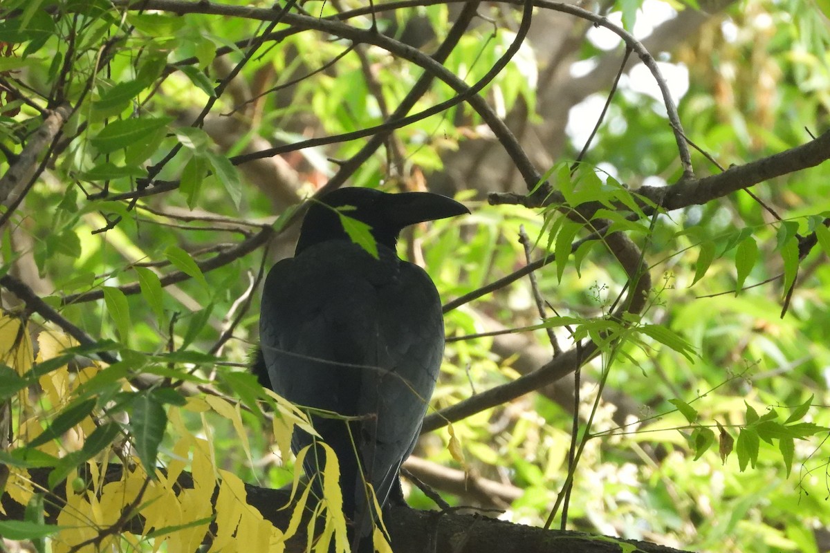 Large-billed Crow - ML442964861