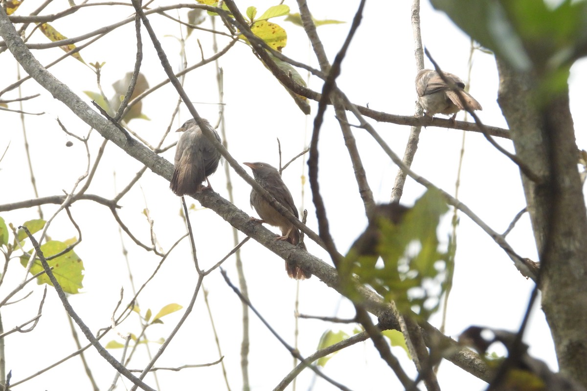 Yellow-billed Babbler - ML442964901