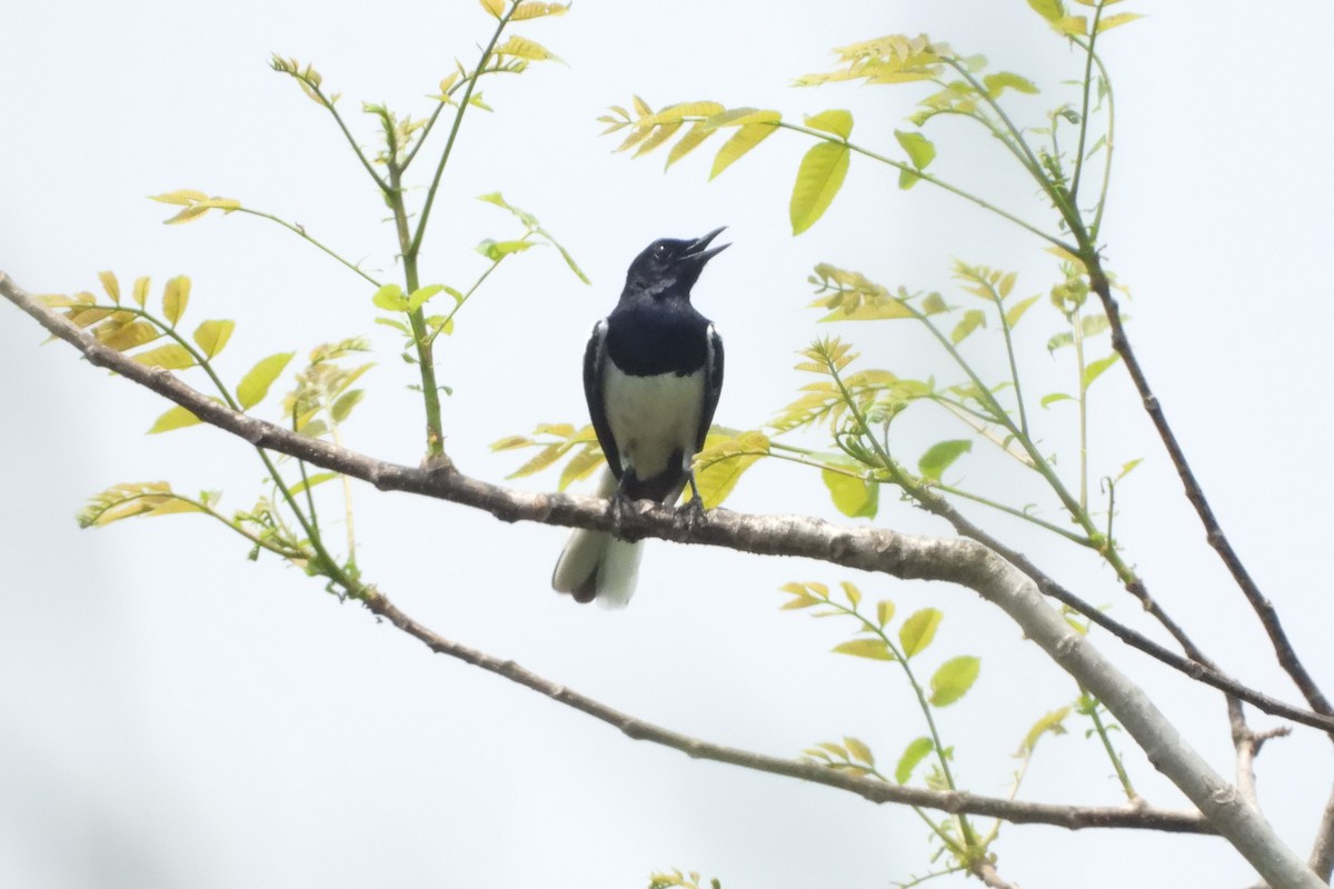 Oriental Magpie-Robin - ML442964931