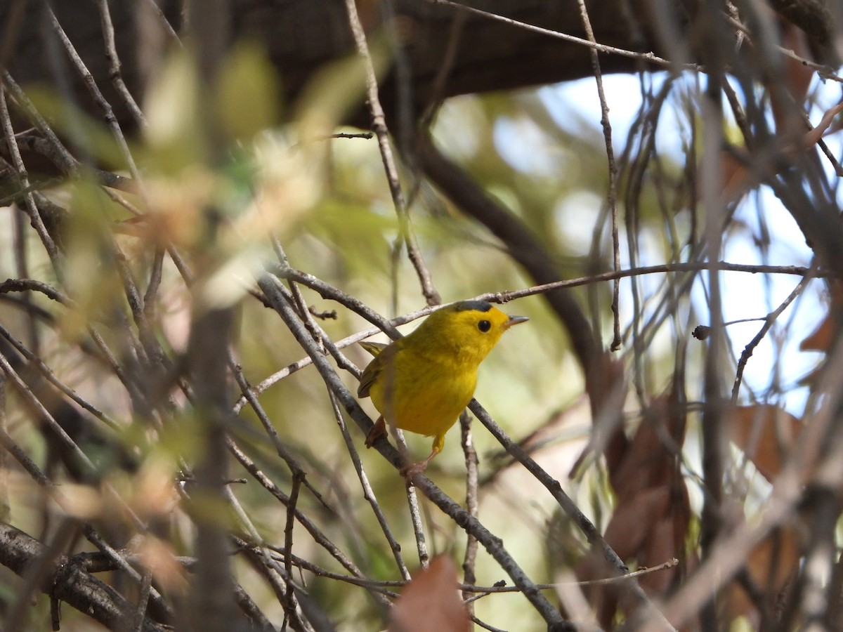 Wilson's Warbler - ML442965181