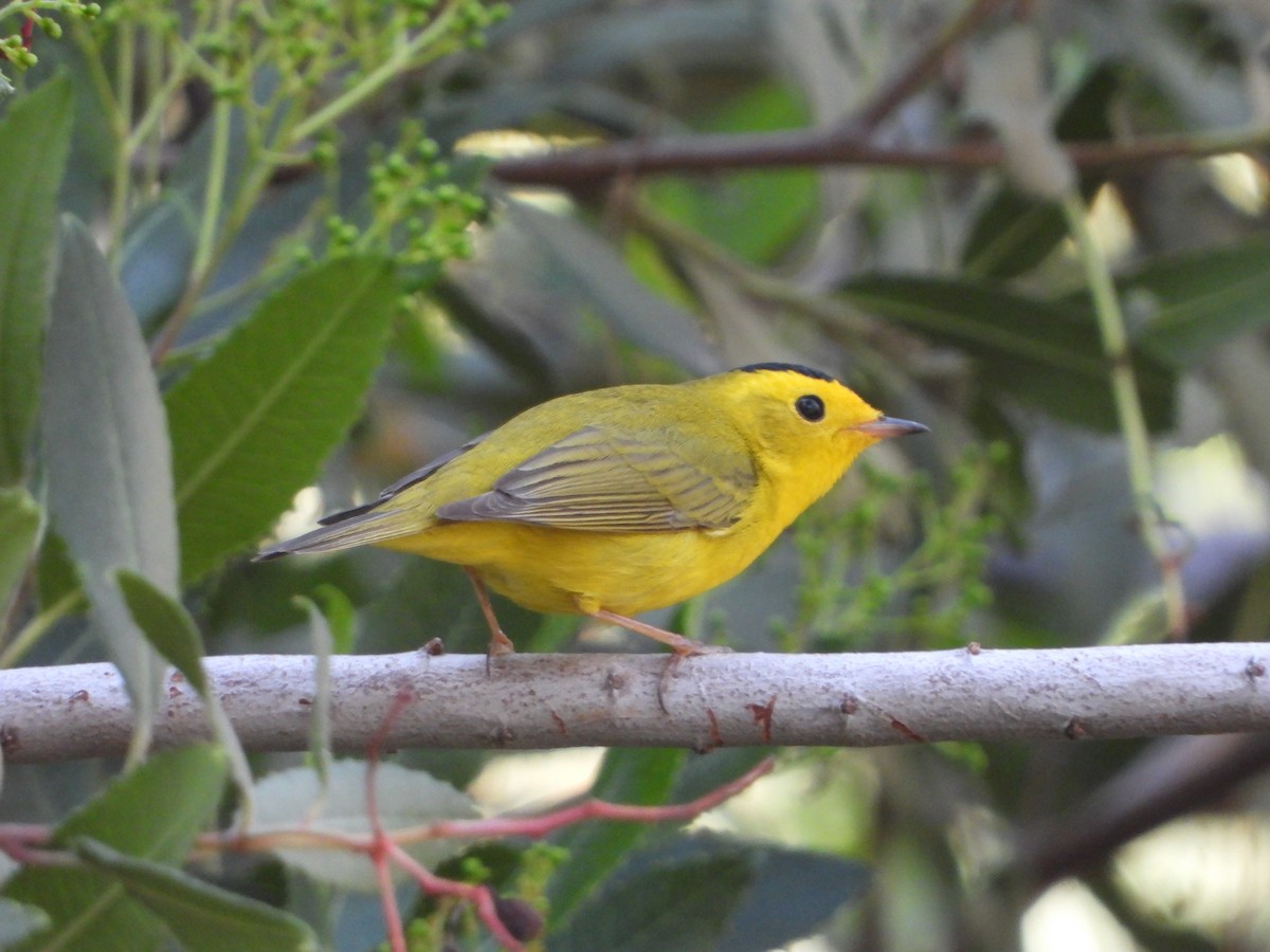 Wilson's Warbler - ML442965191