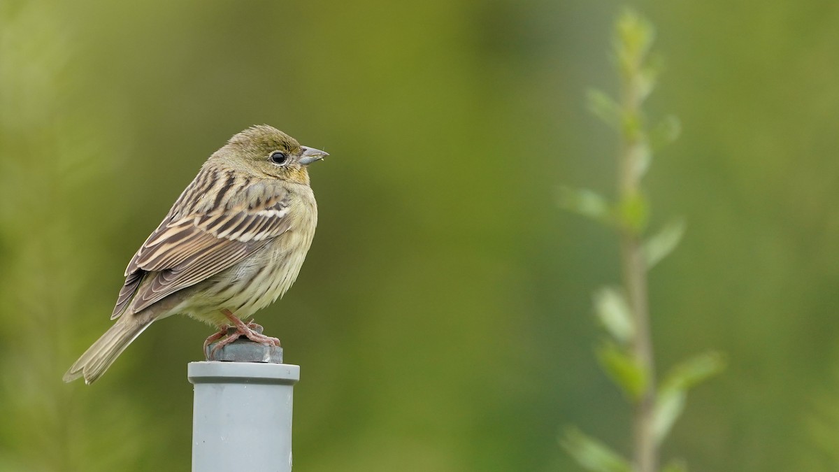 Yellow Bunting - Anonymous