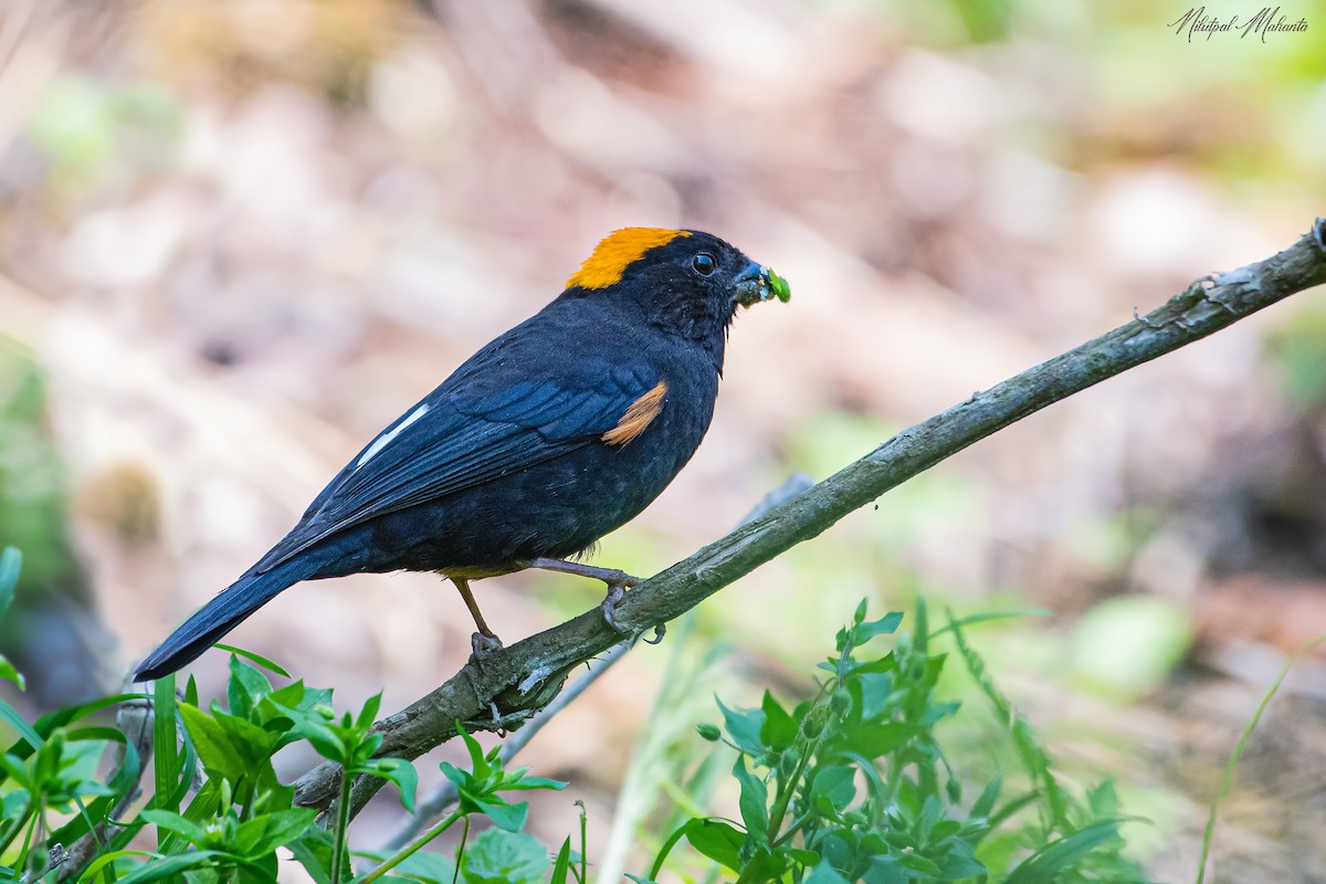 Gold-naped Finch - ML442966151