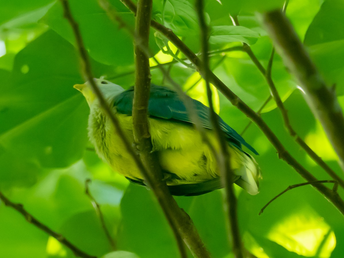 Tilopo de Tahití (chrysogaster) - ML442966541