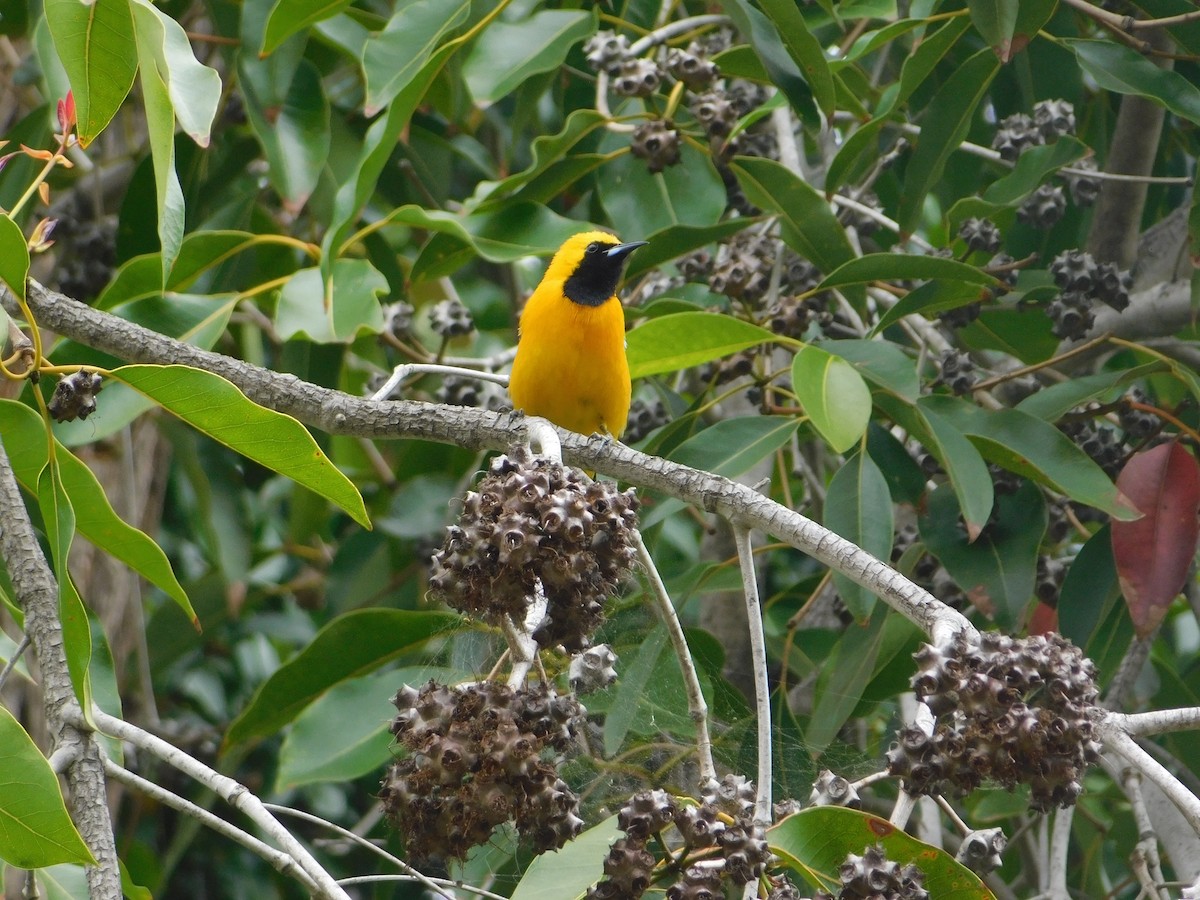 Hooded Oriole - ML442966851