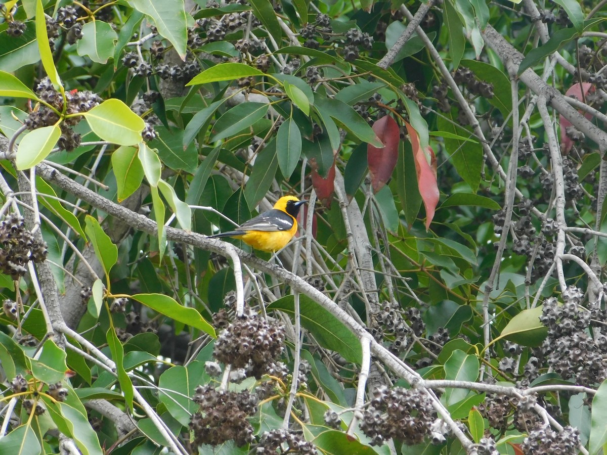 Hooded Oriole - ML442966871