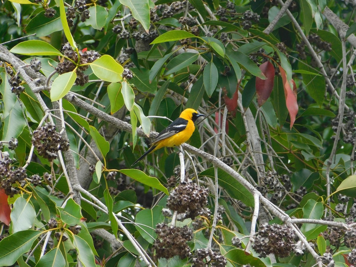 Hooded Oriole - ML442966941