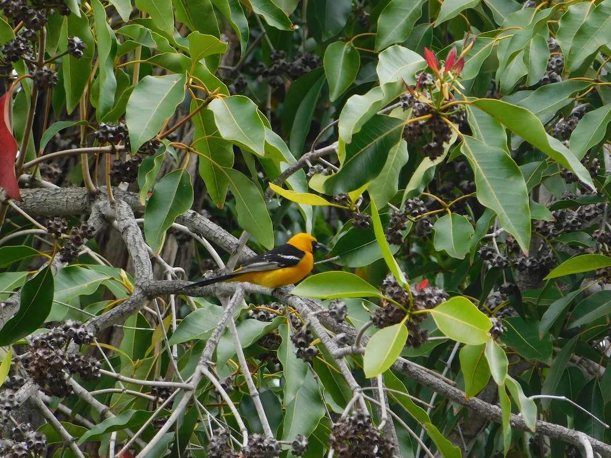 Hooded Oriole - ML442967301