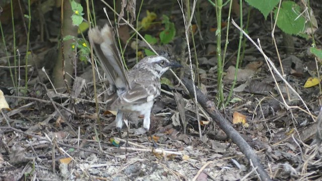 Long-tailed Mockingbird - ML442967931