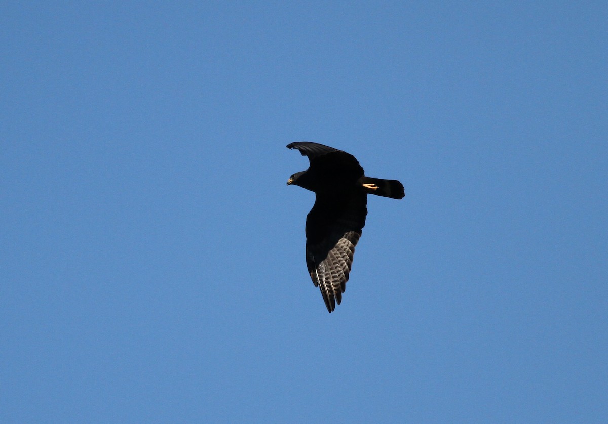 Zone-tailed Hawk - Jay McGowan