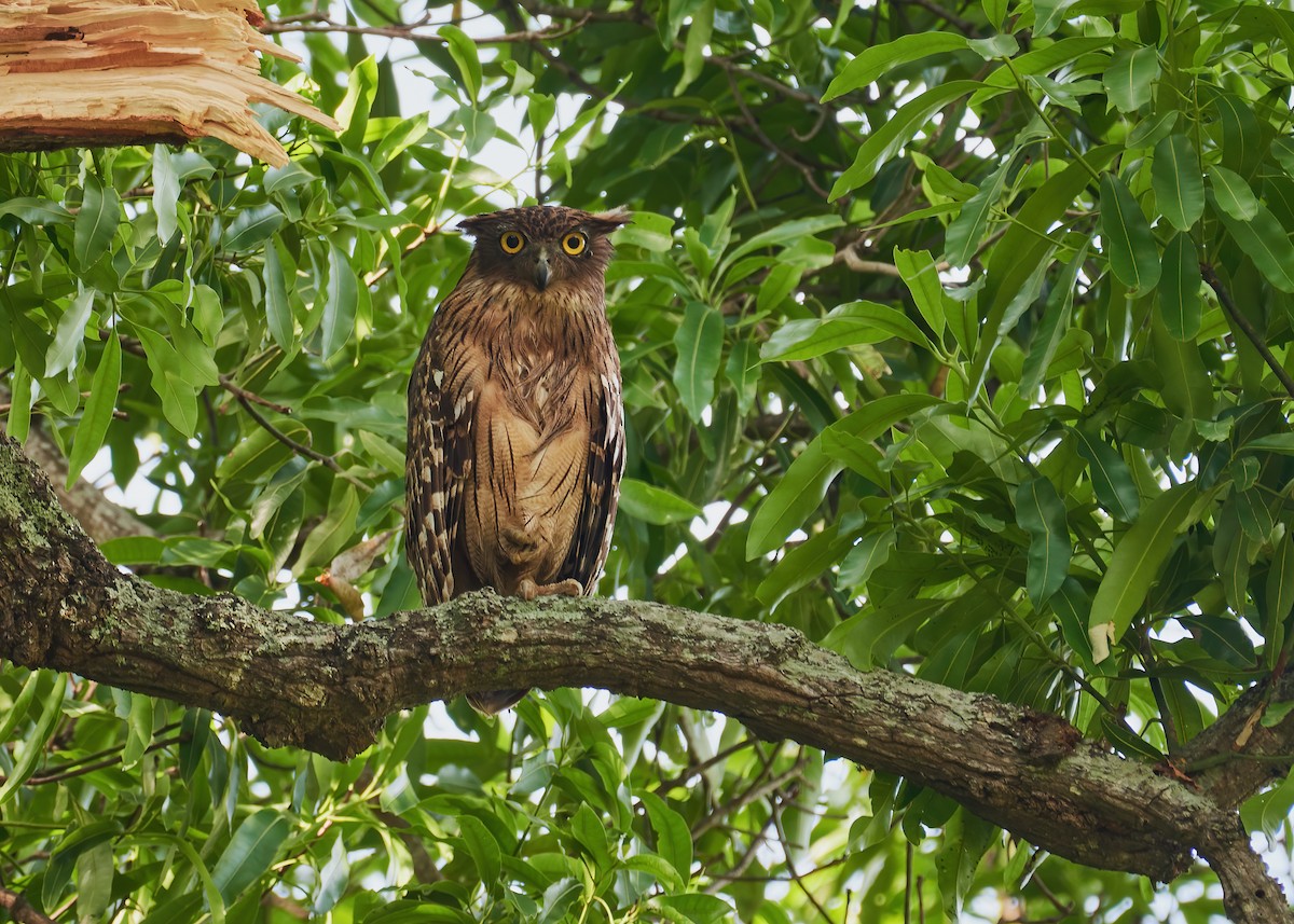 Brown Fish-Owl - Karthik S