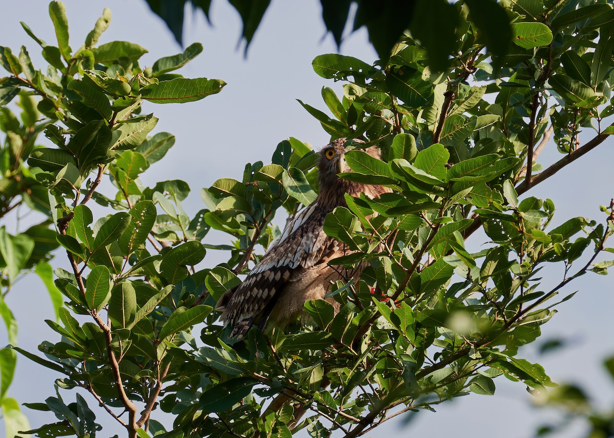 Brown Fish-Owl - ML442969091