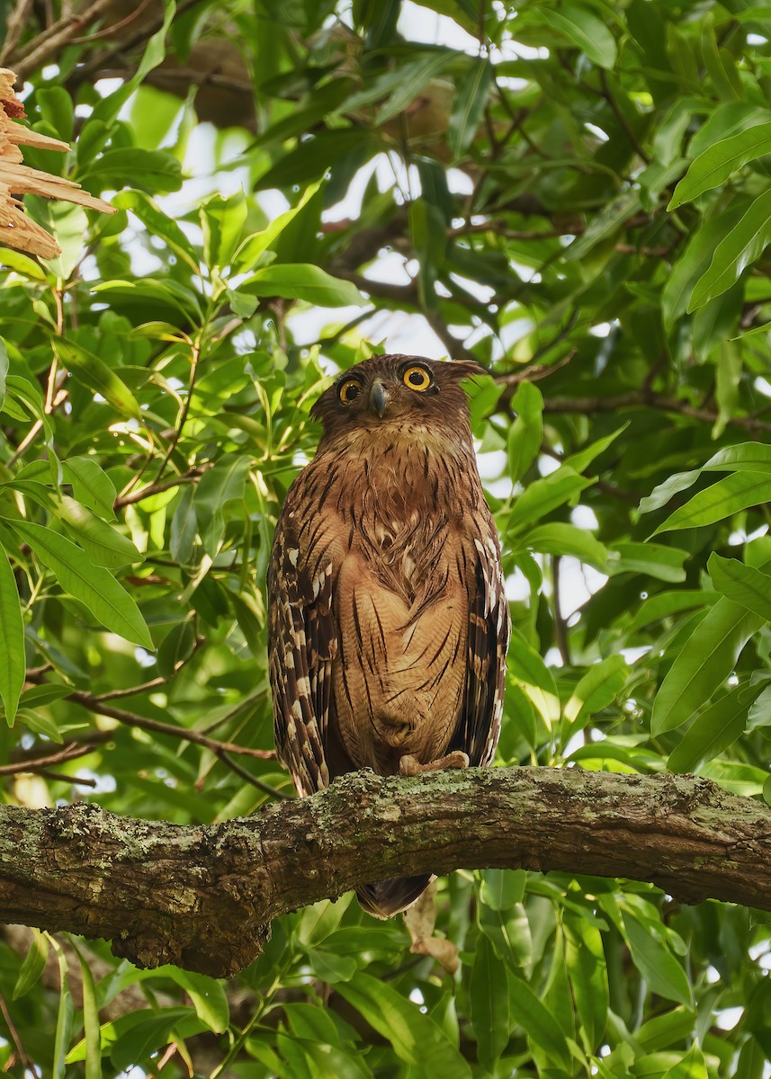 Brown Fish-Owl - Karthik S