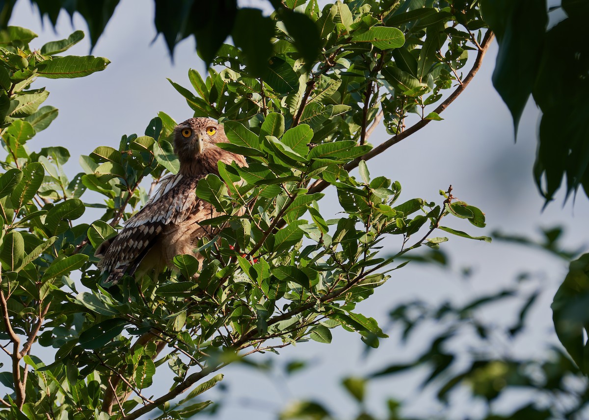 Brown Fish-Owl - Karthik S