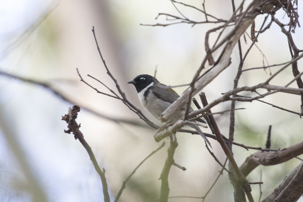 Black-headed Honeyeater - ML442970671