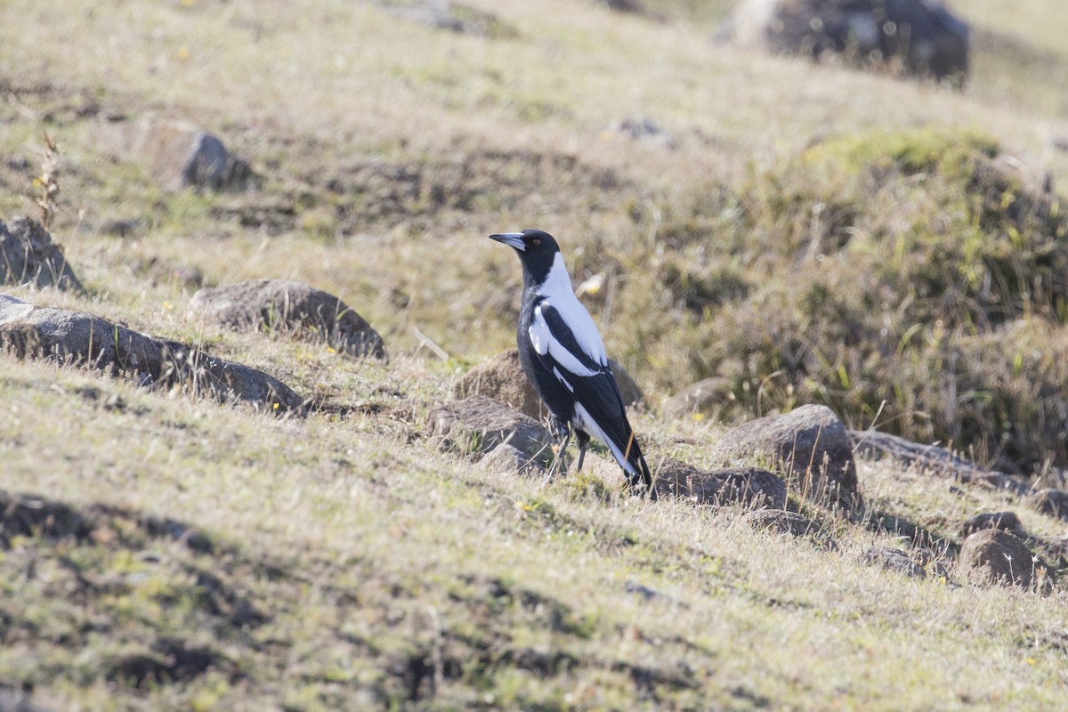 Australian Magpie (Tasmanian) - ML442970781