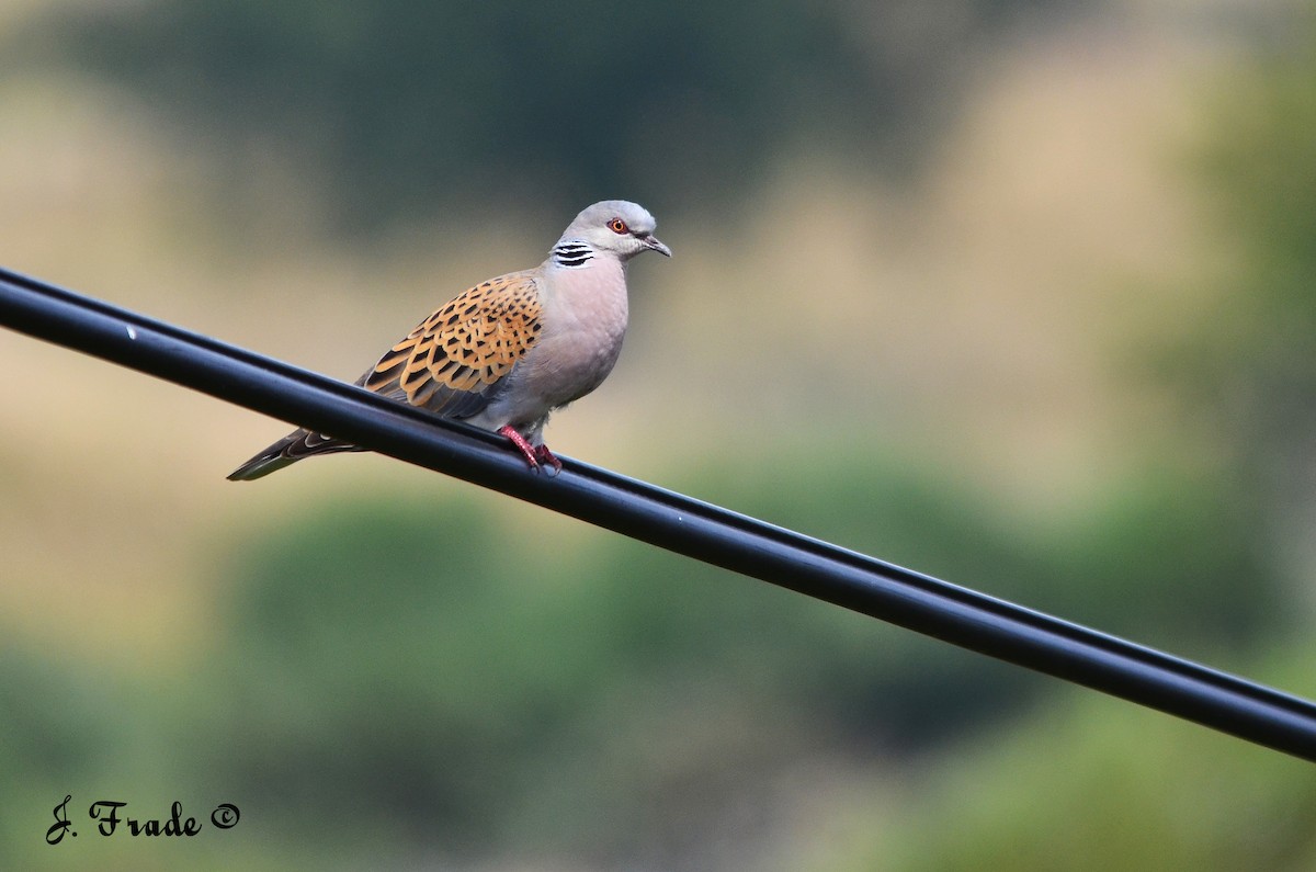 European Turtle-Dove - José Frade