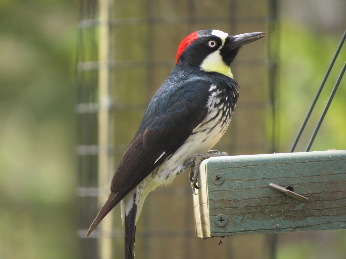 Acorn Woodpecker - ML442971811