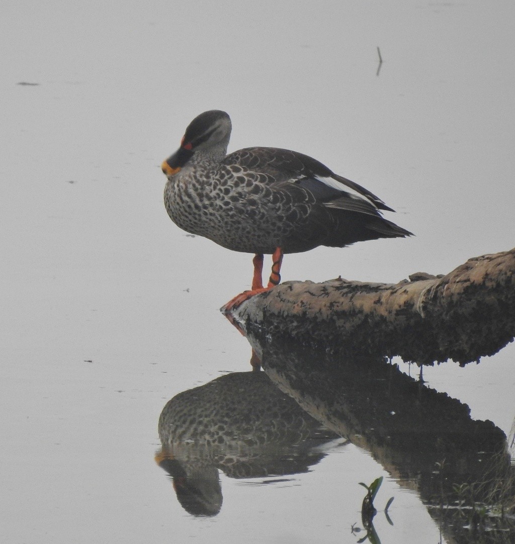 Indian Spot-billed Duck - ML442975821