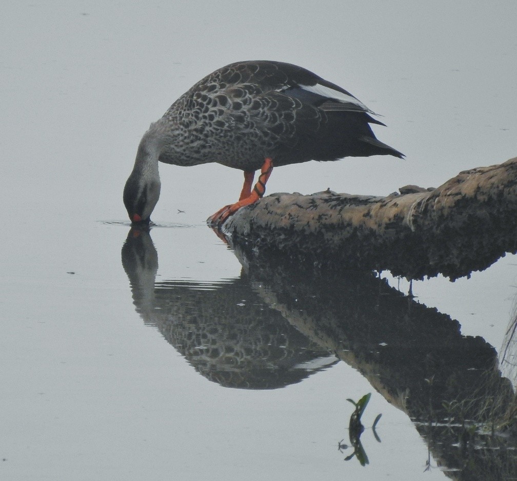 Indian Spot-billed Duck - ML442975831