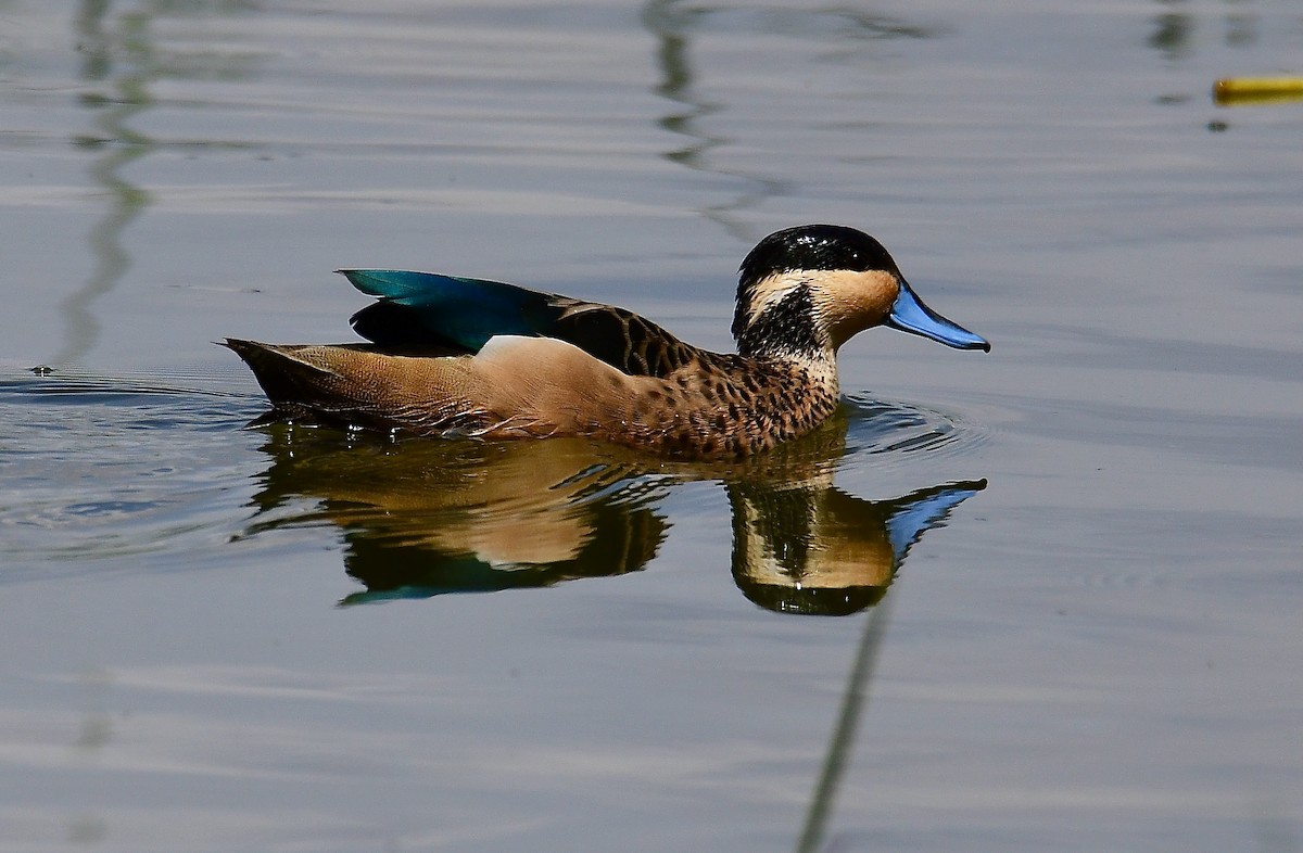 Blue-billed Teal - ML442977321