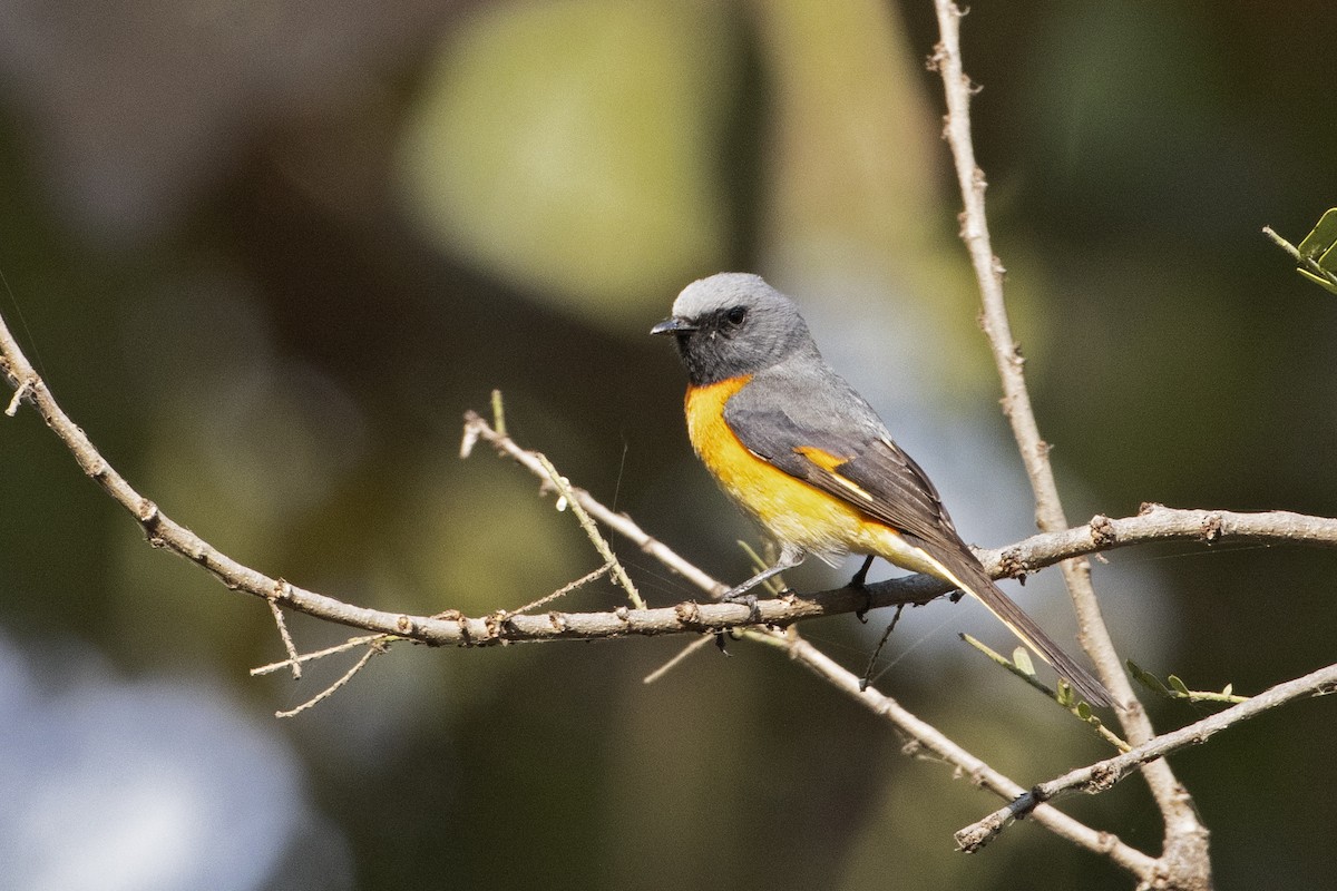 Minivet oranor - ML442977401