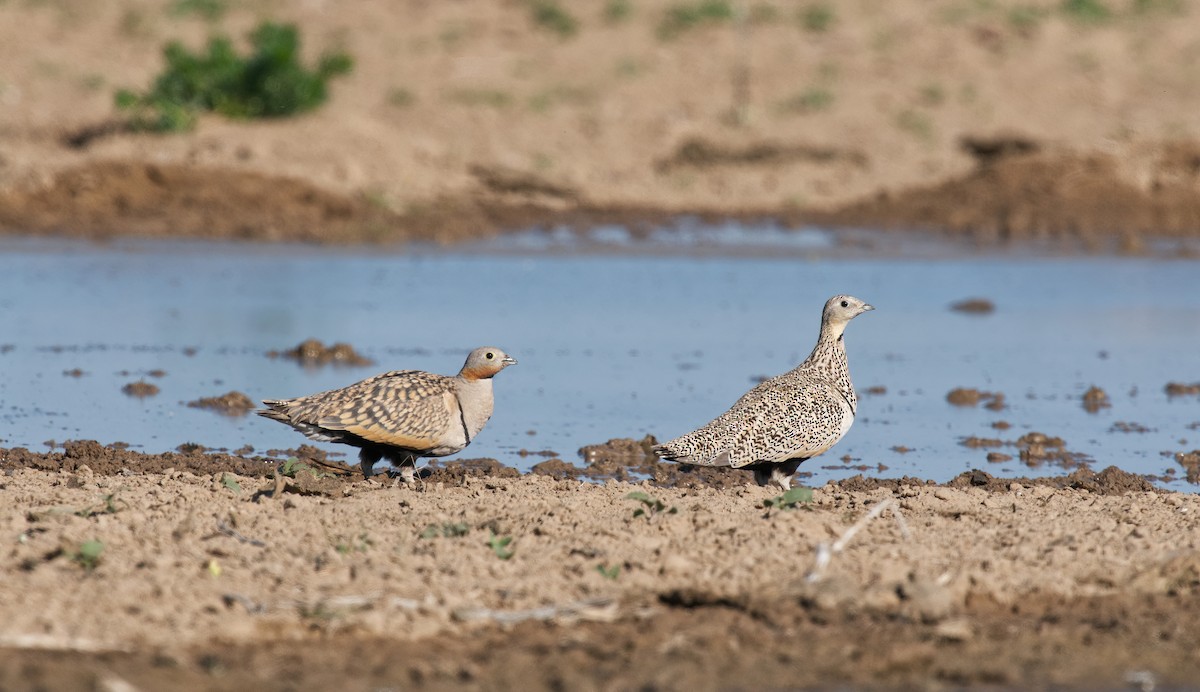 Ganga azpibeltza - ML442977751