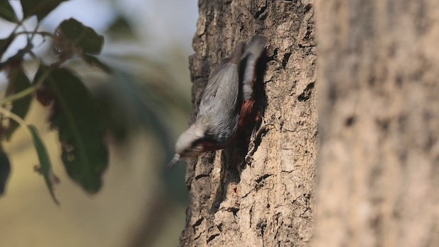 チャバラゴジュウカラ - ML442977861