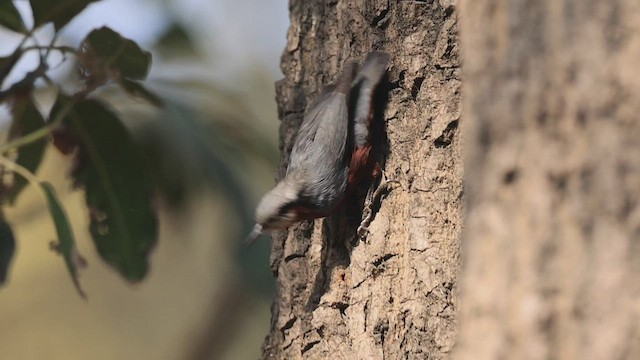 Indian Nuthatch - ML442977861