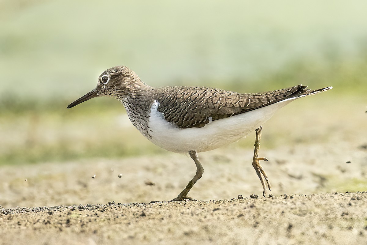 Common Sandpiper - Parmil Kumar