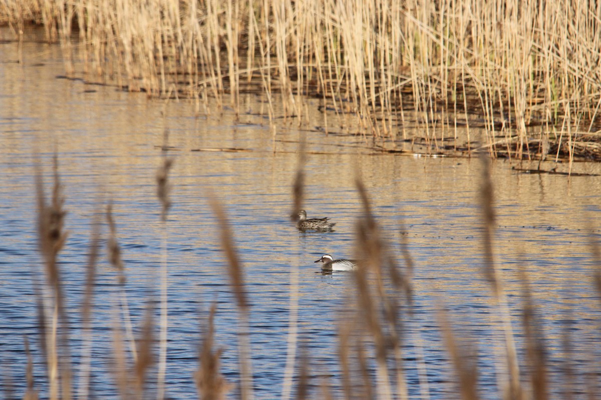 Garganey - ML442978601